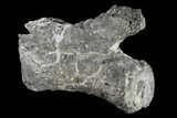 Bargain, Diplodocus Caudal Vertebra - Colorado #117957-4